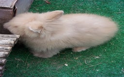 Lionhead rabbits for sale: Beautiful Double Maned Lionhead Babies - Image 15