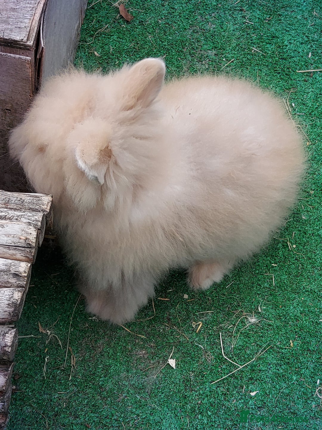 Lionhead rabbits for sale: Beautiful Double Maned Lionhead Babies - Image 15