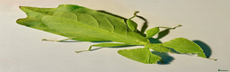 Stick Insects invertebrates for sale: Cryptophyllium limogesi nymphs (leaf insects) - Advert 1