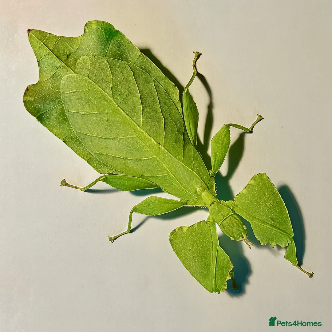 Stick Insects invertebrates for sale: Cryptophyllium limogesi nymphs (leaf insects) - Advert 1