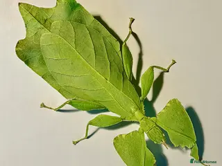 Stick Insects invertebrates Cryptophyllium limogesi nymphs (leaf insects) - Advert 14