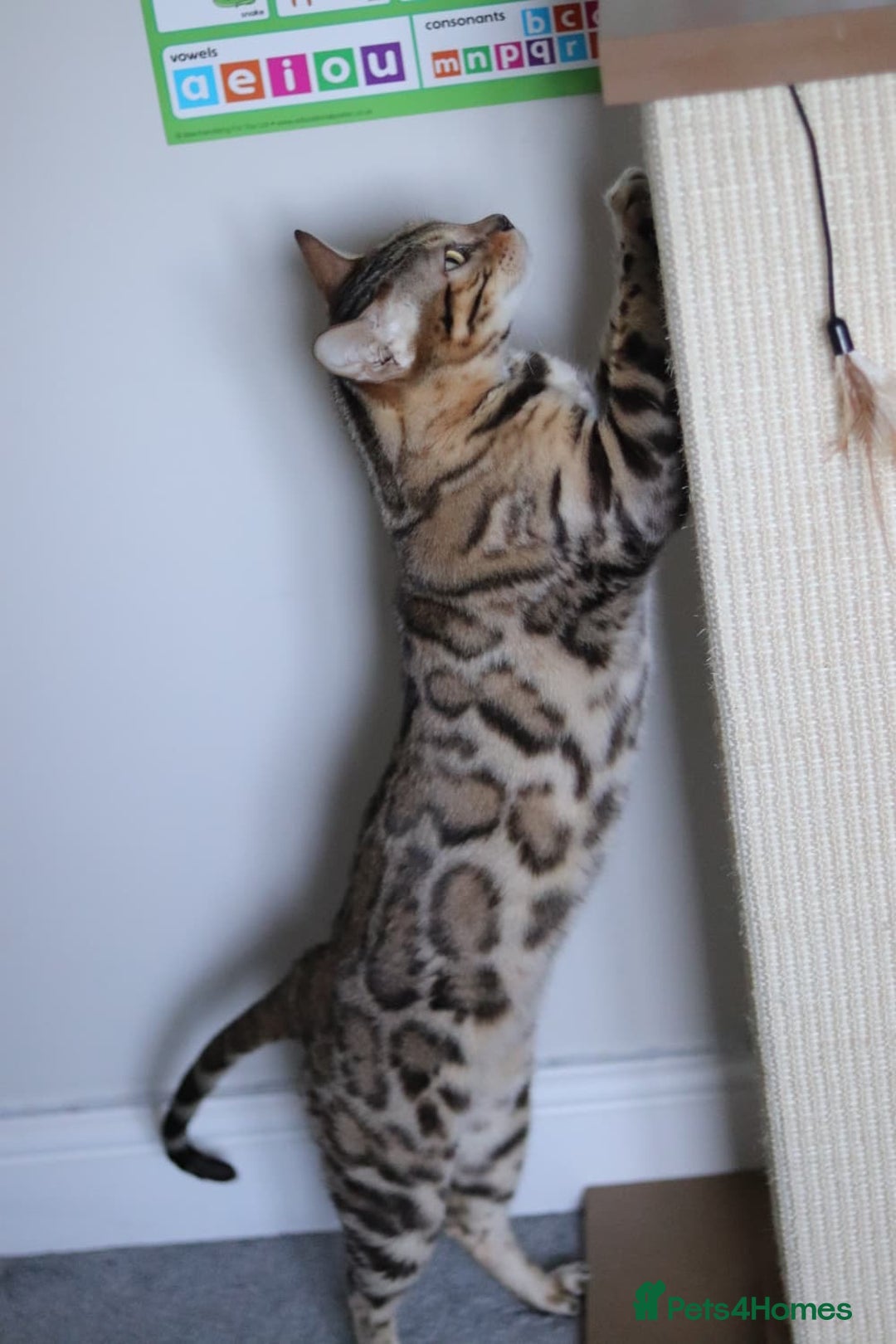Bengal cats for sale: Imported Seal Sepia Bengal Queen– Proven – Active - Advert 2