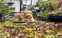 Labrador Retriever dogs for sale: LABRADOR PUPPY BOY READY FOR NEW HOME   - Image 23