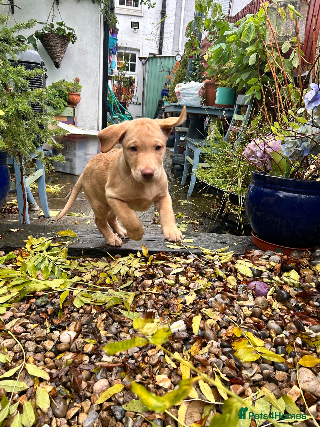 Labrador Retriever dogs for sale: LABRADOR PUPPY BOY READY FOR NEW HOME   - Image 23