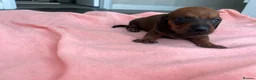 Miniature Dachshund dogs for sale: 5 Mini Dachshund Puppies  - Advert 10