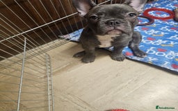 French Bulldog dogs for sale: French Bulldog  - Image 2