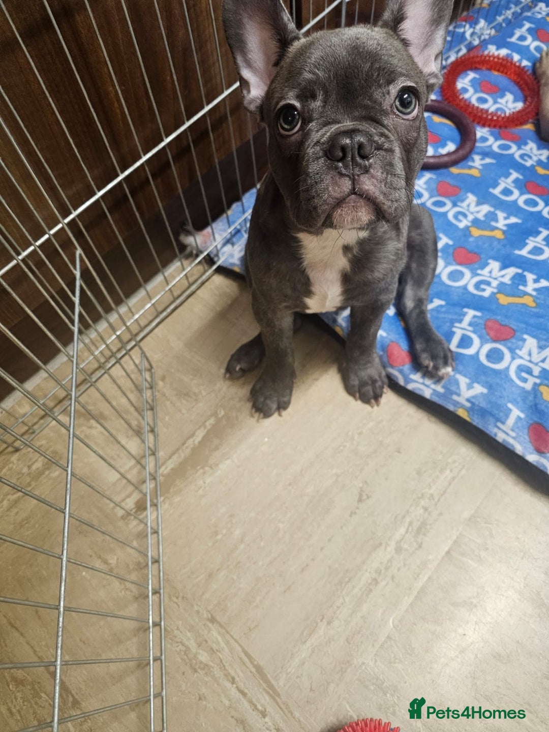 French Bulldog dogs for sale: French Bulldog  - Image 2