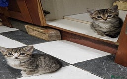 Mixed Breed cats for sale: Cute Pair of  Female Kittens - Image 4