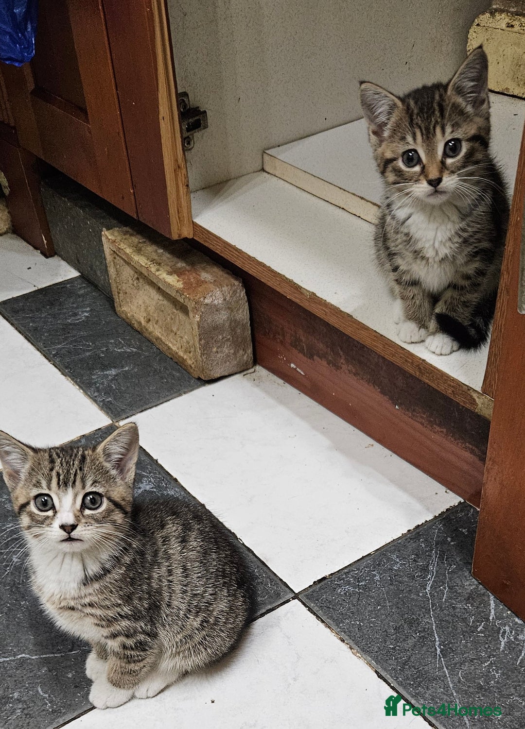 Mixed Breed cats for sale: Cute Pair of  Female Kittens - Image 4