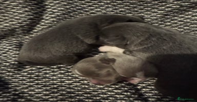 Chihuahua dogs - Advert 12