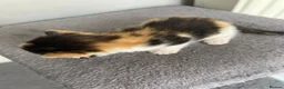 British Shorthair cats for sale: Kittens in Manchester - Advert 13