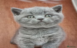 British Shorthair cats for sale: Sweet affectionate happy British Shorthair.  - Advert 8