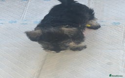Miniature Schnauzer dogs for sale: 🐾🐶Schnauzer/Schnoodles🐶🐾 - Image 22