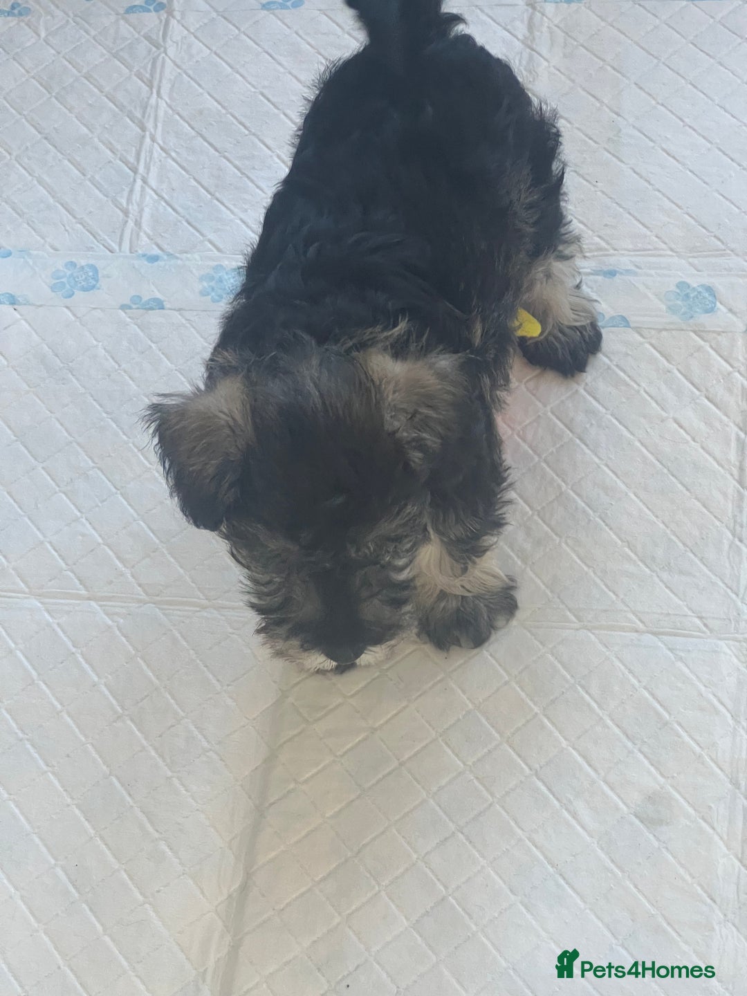 Miniature Schnauzer dogs for sale: 🐾🐶Schnauzer/Schnoodles🐶🐾 - Image 22