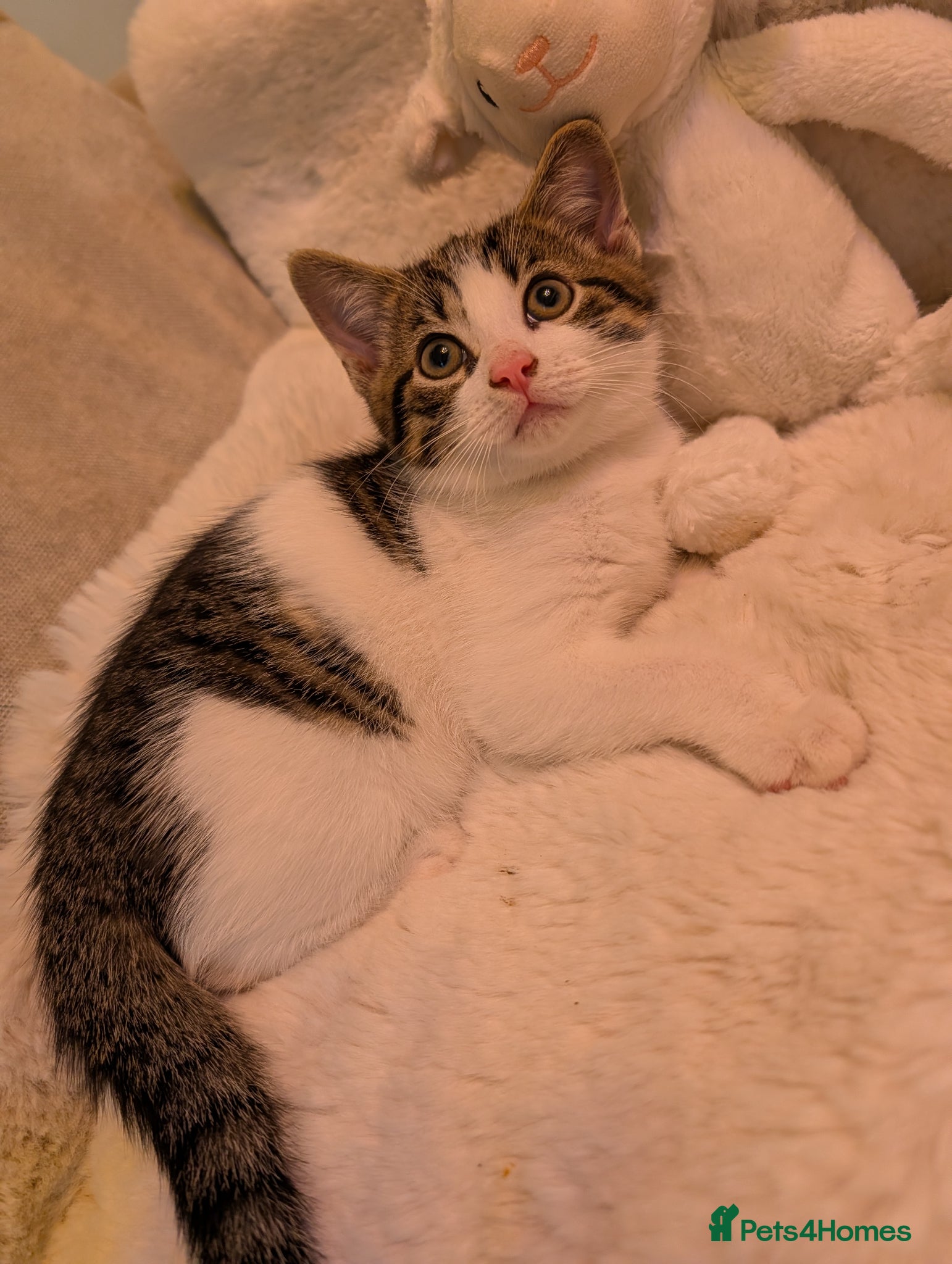 Mixed Breed cats Lovely Kittens Looking for Homes - Advert 1