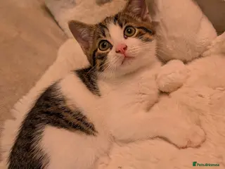 Mixed Breed cats Lovely Kittens Looking for Homes - Advert 2