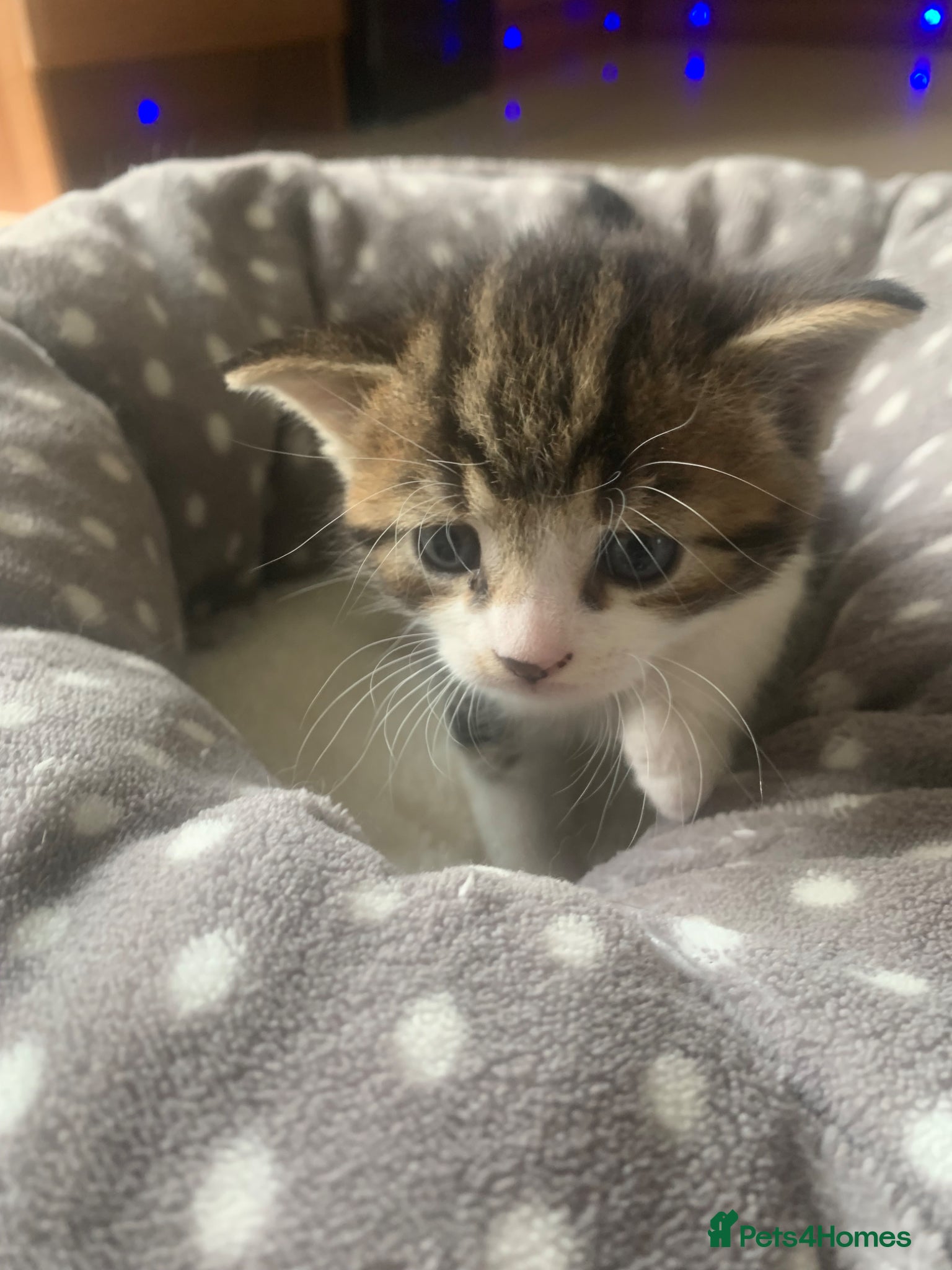 Mixed Breed Kitten 2