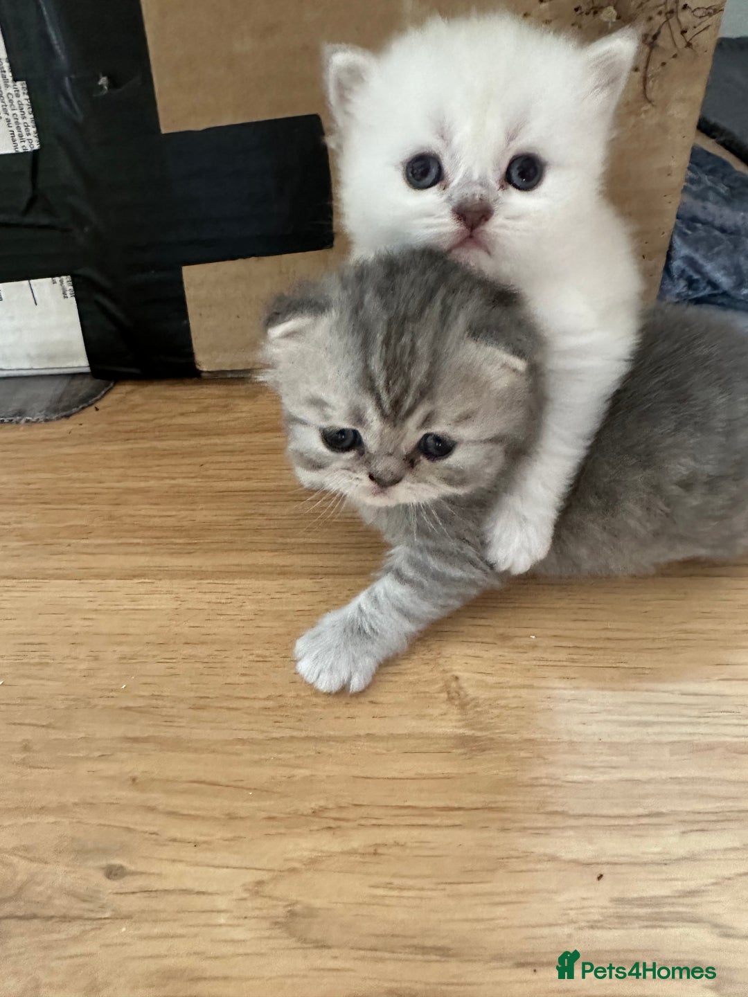 Persian cats for sale: 2 stunning pure pedigree Persian chinchilla kitten - Image 5