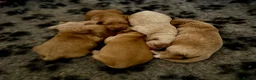Cockapoo dogs for sale: Exceptional family pets top quality cockapoo’s - Advert 9