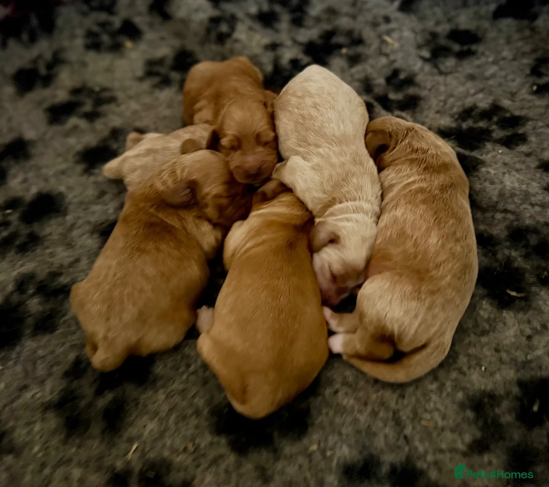 Cockapoo dogs for sale: Exceptional family pets top quality cockapoo’s - Advert 9