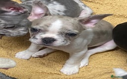 French Bulldog dogs for sale: REDUCED last 3 females don’t miss out great price - Image 6