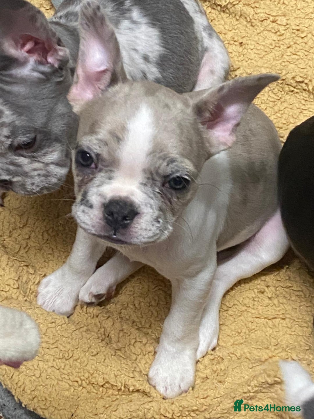 French Bulldog dogs for sale: REDUCED last 3 females don’t miss out great price - Image 6