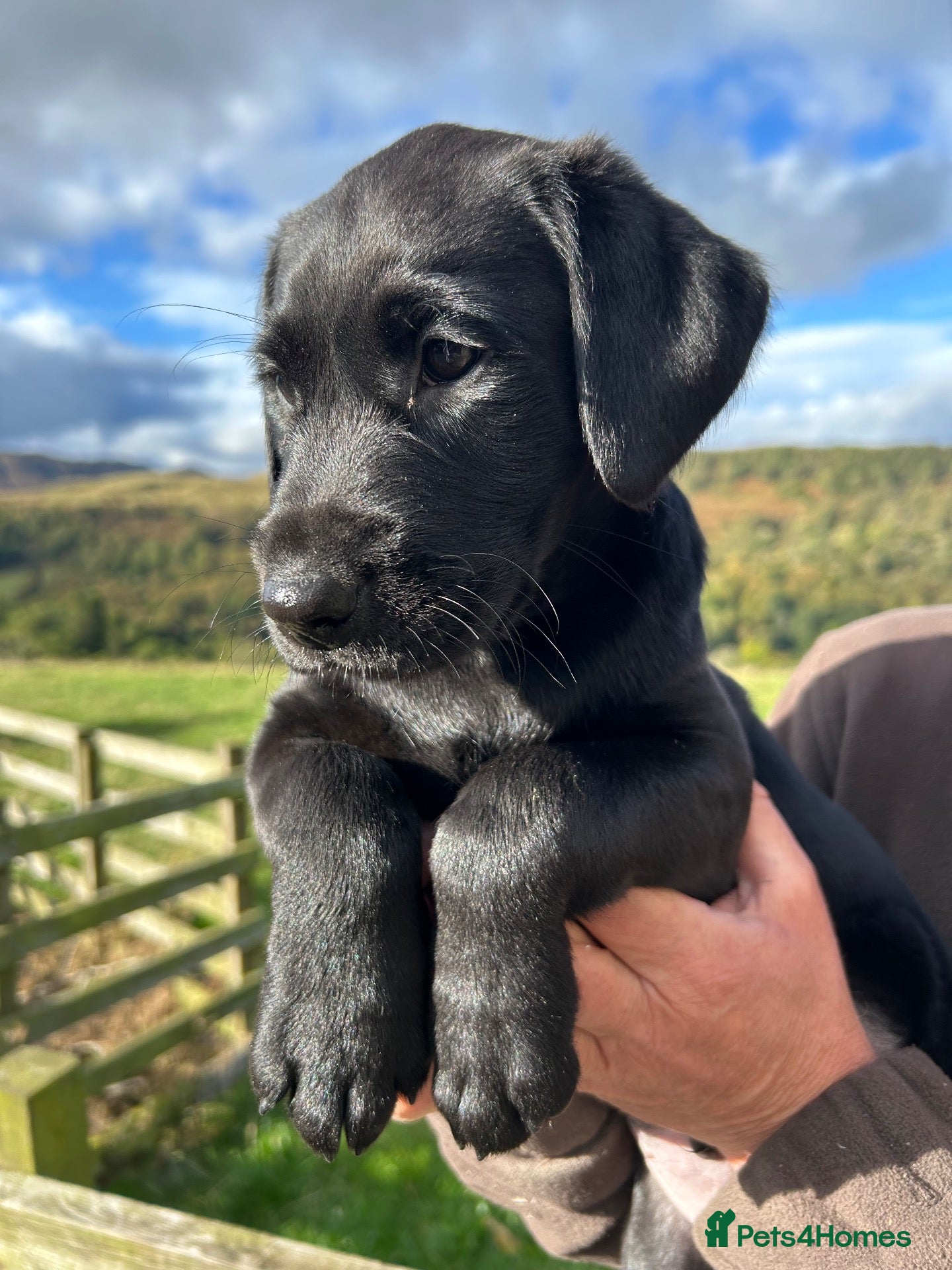 Labrador Retriever dogs KC Labrador pups from fully health tested parents - Advert 12