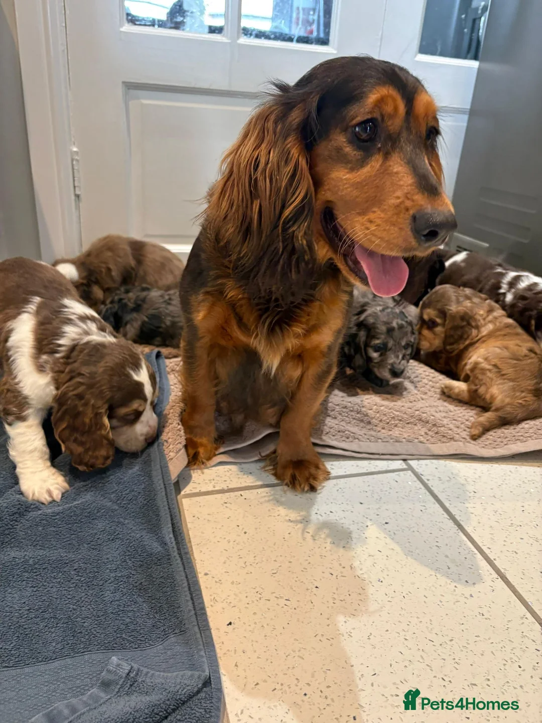Cocker Spaniel dogs for sale: 100% Pedigree full show type DNA health tested  in Worksop - Advert 25