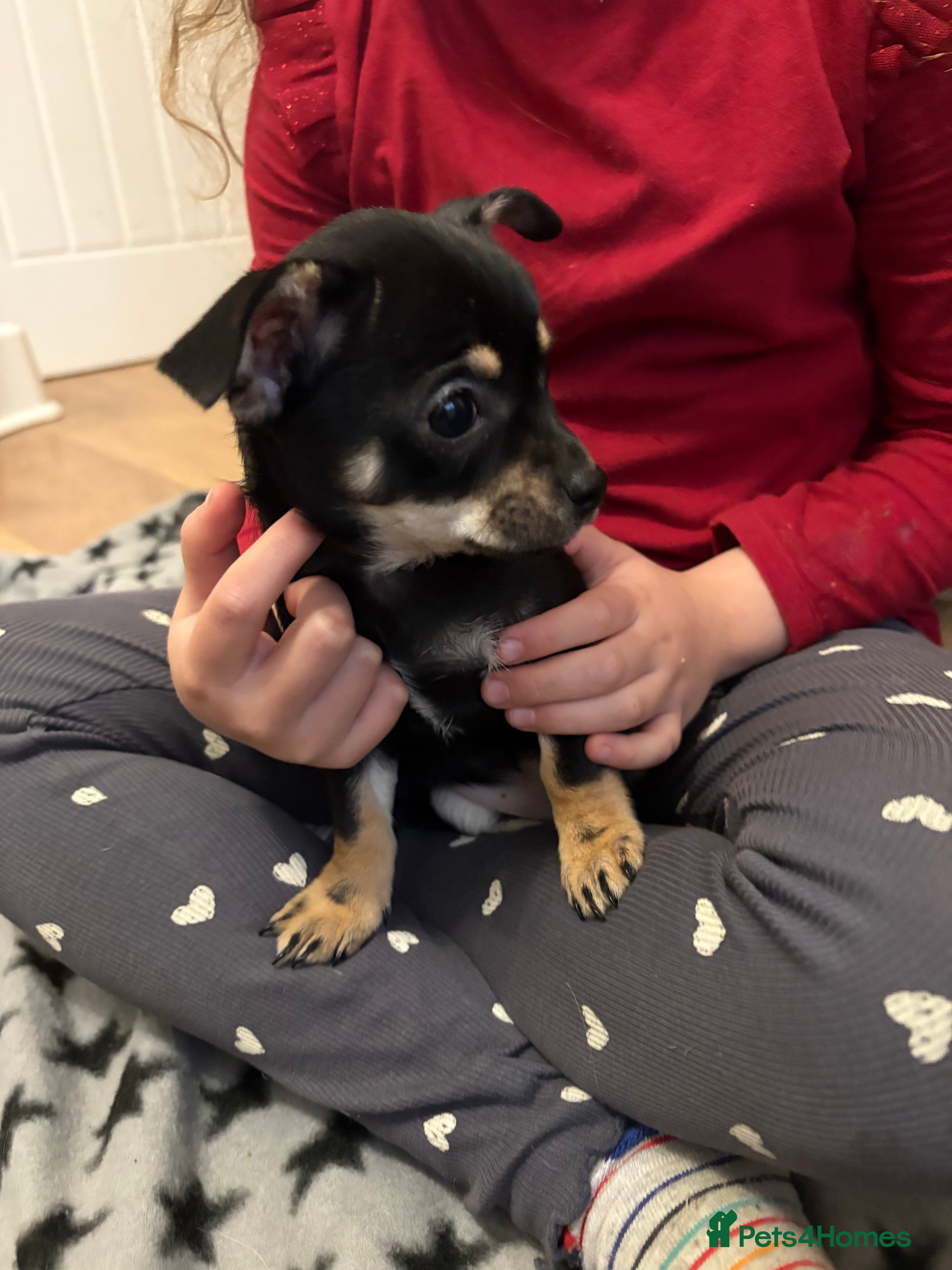 Mixed Breed dogs 🐶 Adorable Miniature Pinscher×Chihuahua Puppies - Advert 1