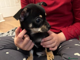 Mixed Breed dogs 🐶 Adorable Miniature Pinscher×Chihuahua Puppies - Advert 1