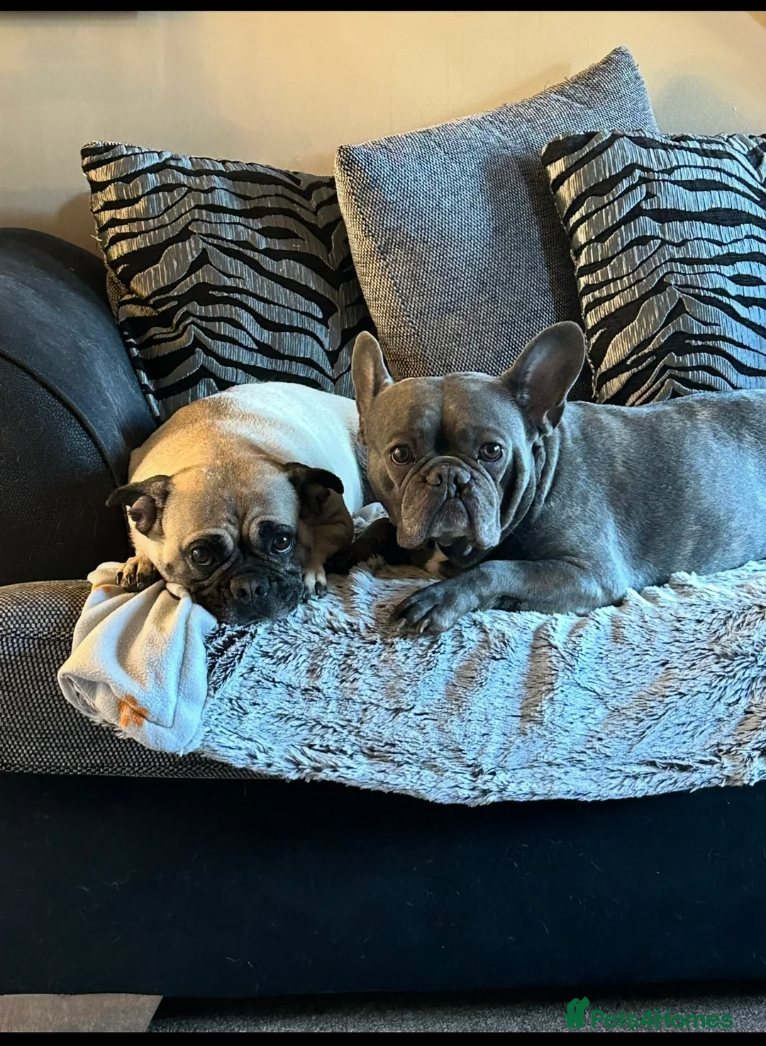 Mixed Breed dogs for sale: Dobbie and Ivy.  - Advert 1