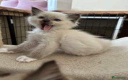 Ragdoll cats for sale: Ragdoll kittens boys 3 boys, one seal mink - Image 10