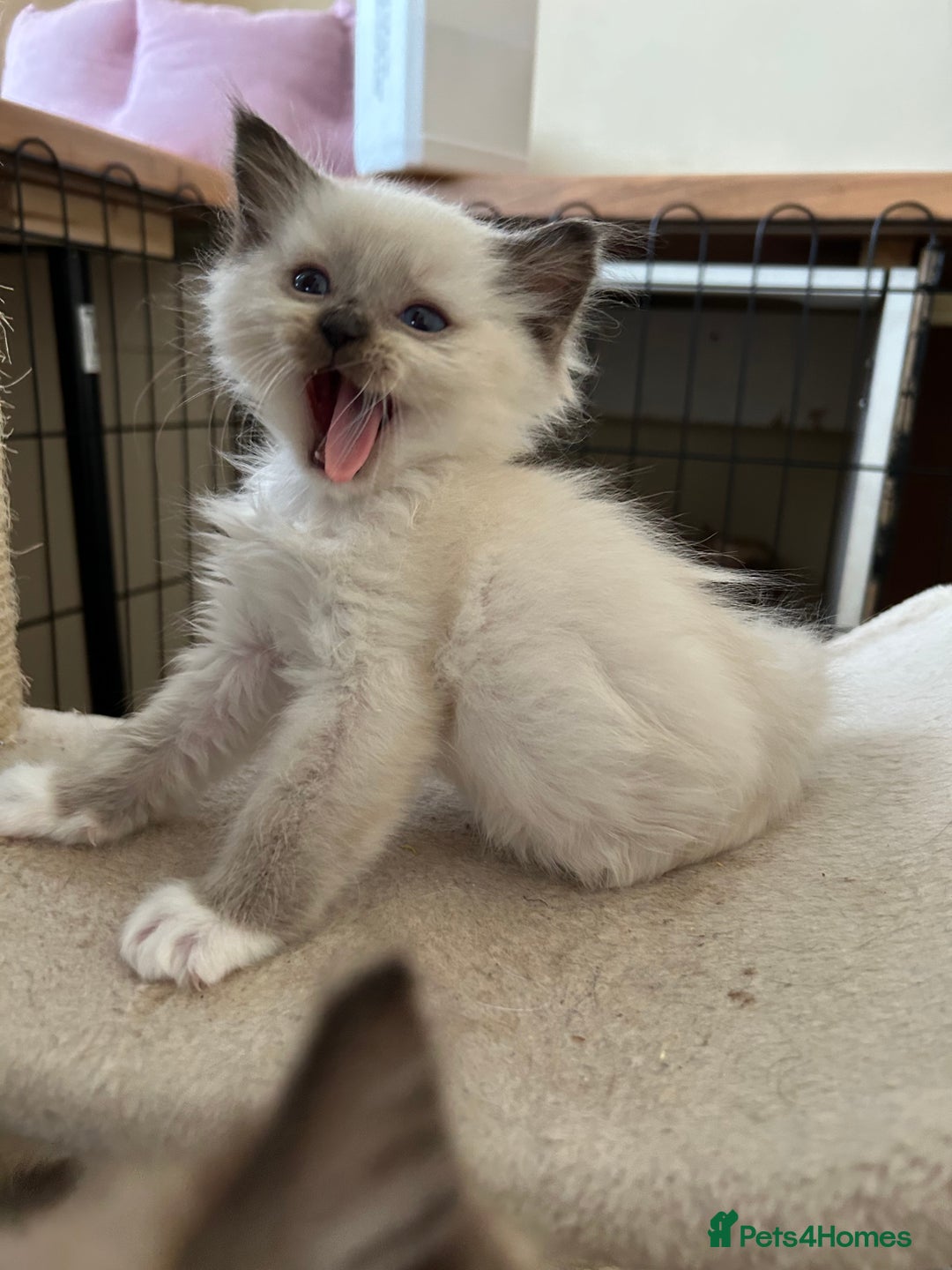 Ragdoll cats for sale: Ragdoll kittens boys 3 boys, one seal mink - Image 10