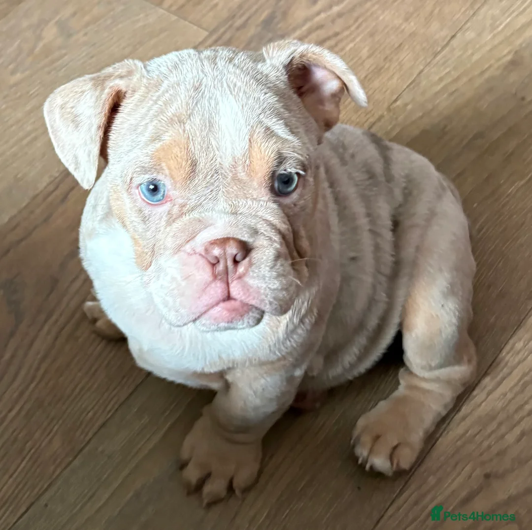 English Bulldog dogs for sale: beautiful english bulldogs for sale  - Advert 8