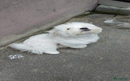 Maltese dogs for sale: Little Mia looking for forever home  - Image 22