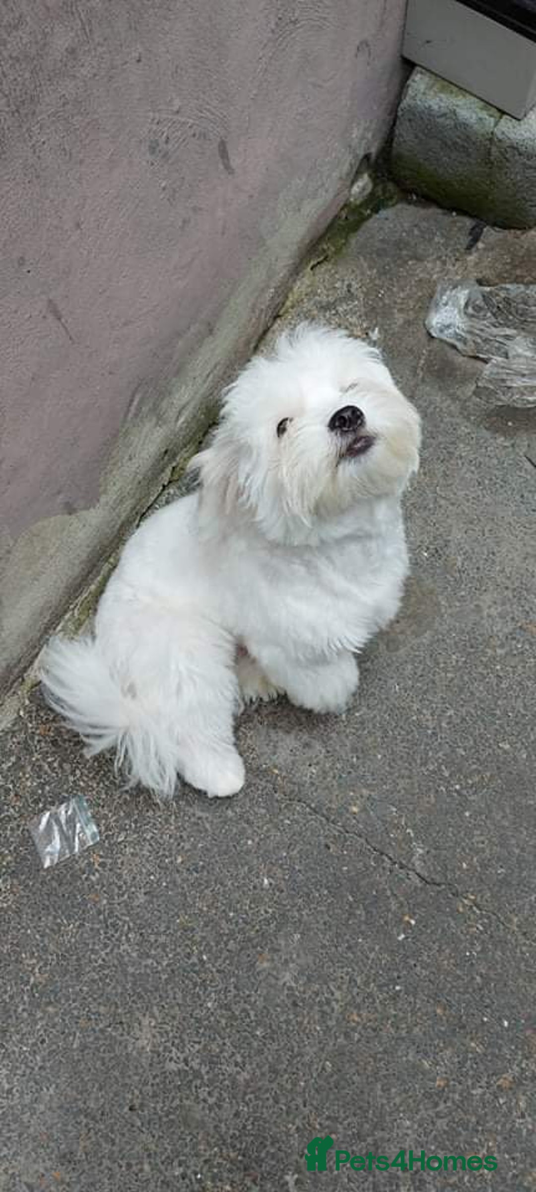 Maltese dogs for sale: Little Mia looking for forever home  - Image 22