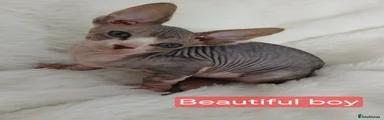 Sphynx Kitten 2