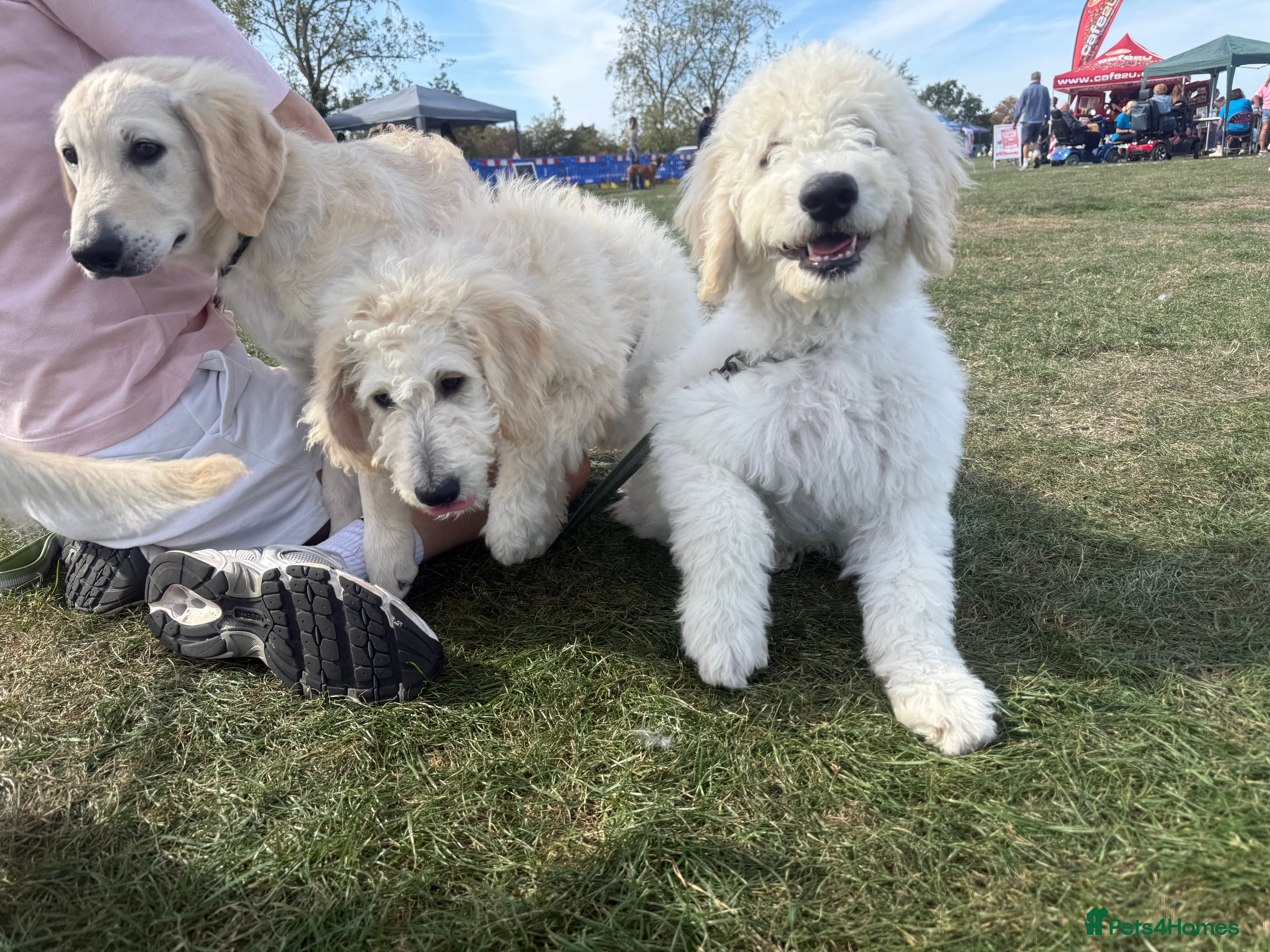 Goldendoodle dogs 🐾 Goldendoodle large puppies ready now 🐾 - Advert 2