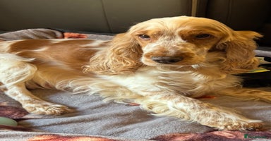 Cocker Spaniel dogs KC show type cocker spaniels  - Advert 7