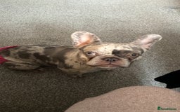 French Bulldog dogs for sale: Lilac merle French bulldog - carries isabella - Image 4