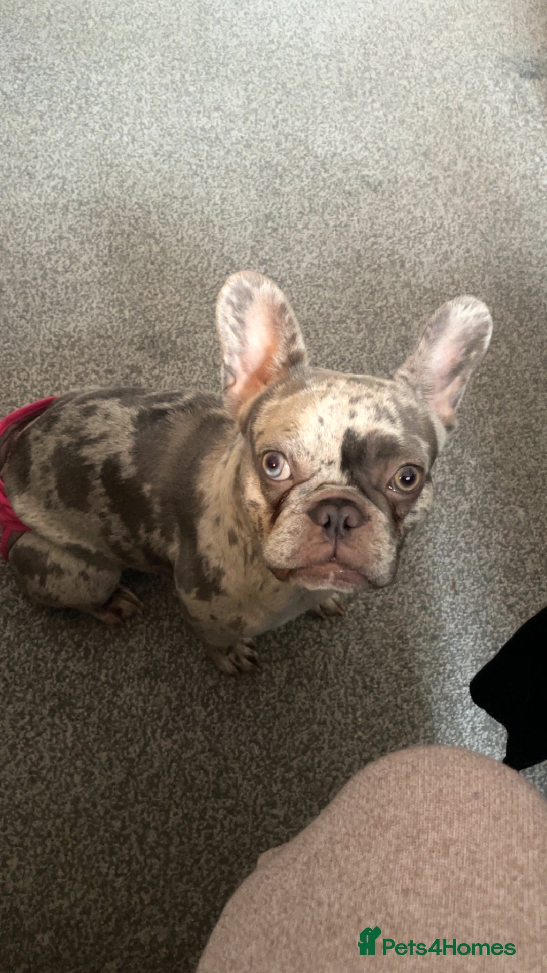 French Bulldog dogs for sale: Lilac merle French bulldog - carries isabella - Image 4