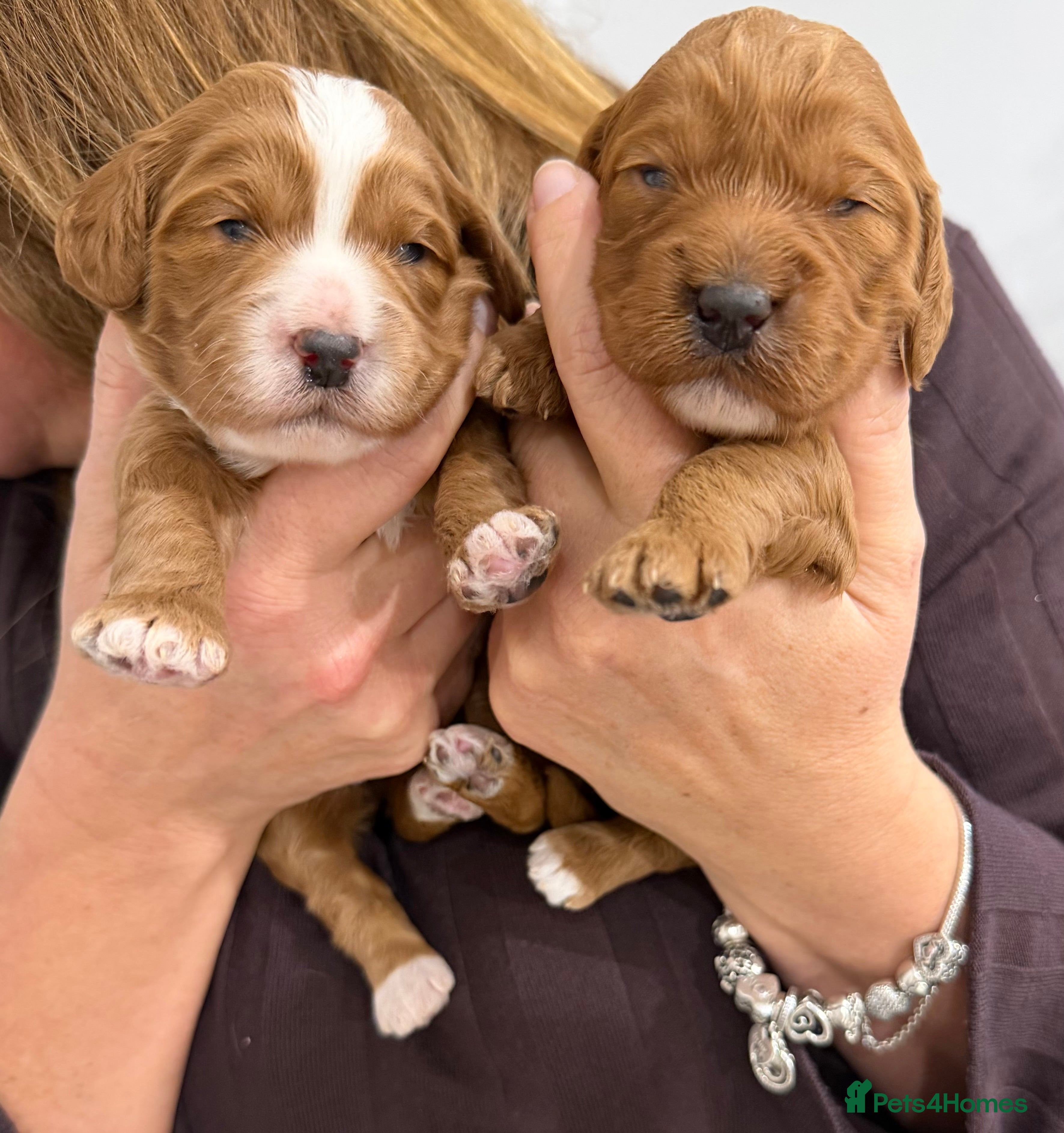 Cockapoo dogs Fox red F1 cockapoos  - Advert 1