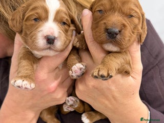 Cockapoo dogs Fox red F1 cockapoos - Advert 1