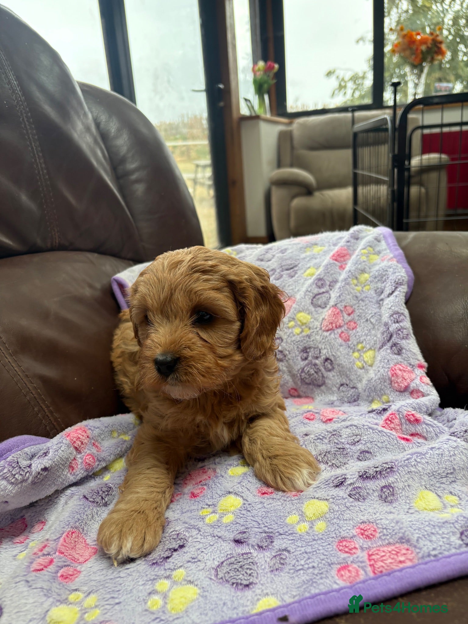 Cavapoo dogs Beautiful Cavapoo puppies. - Advert 1