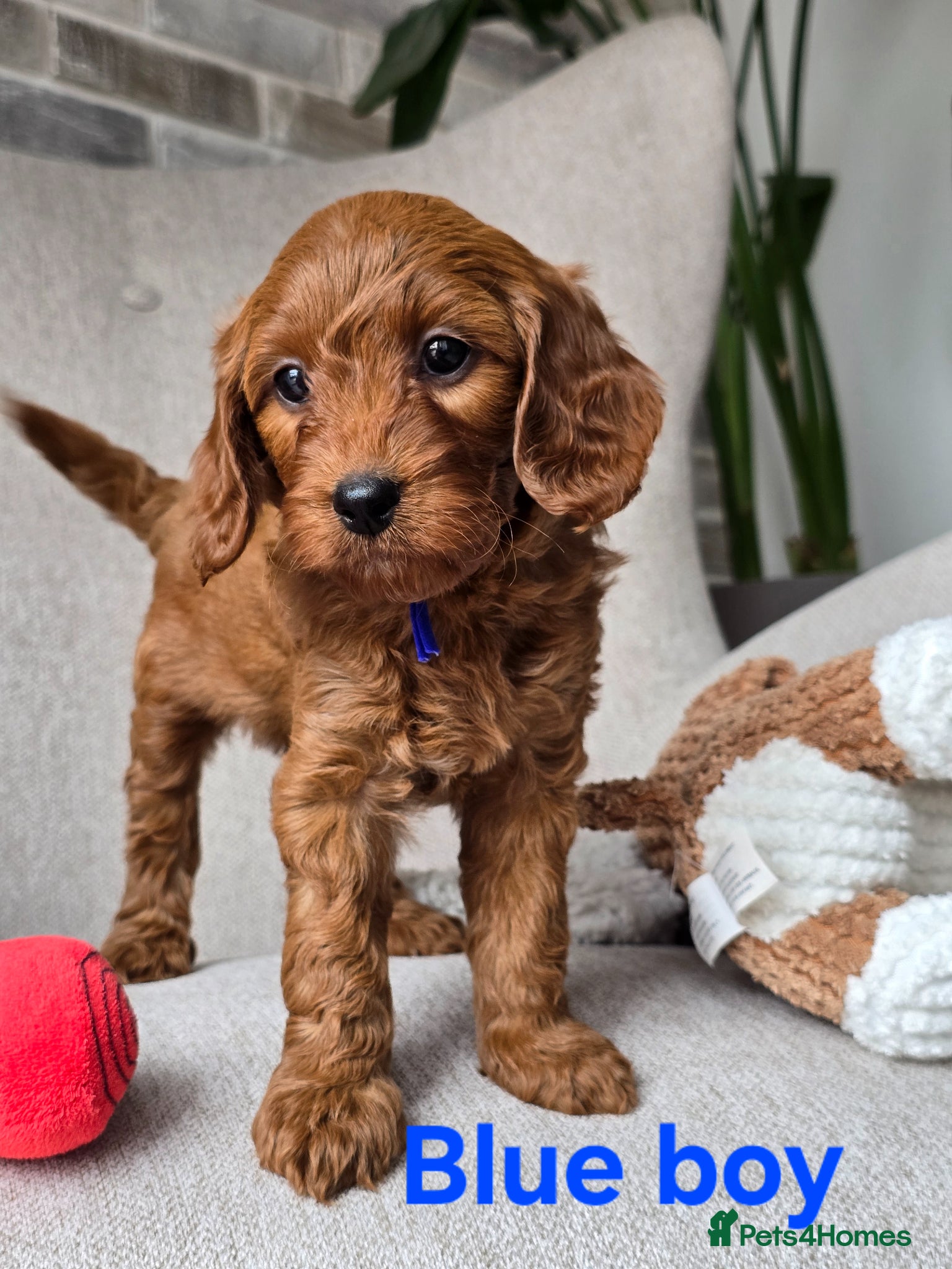 Cavapoo dogs 💥Cavapoo F1b💥 DNA tested  - Advert 1