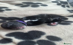 Cocker Spaniel dogs for sale: Working cocker spaniel LAST 2 REMAINING  - Image 10