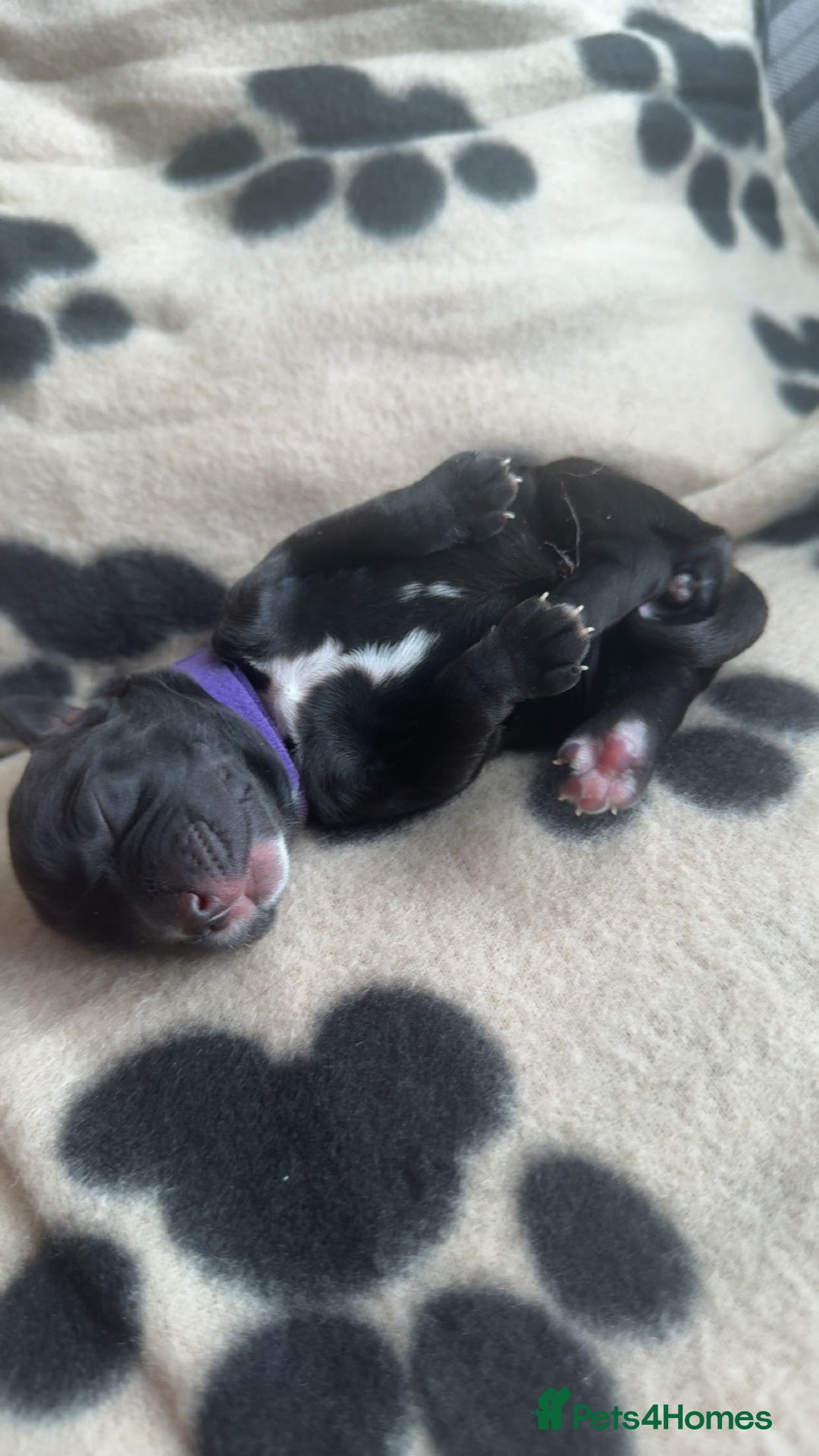 Cocker Spaniel dogs for sale: Working cocker spaniel LAST 2 REMAINING  - Image 10