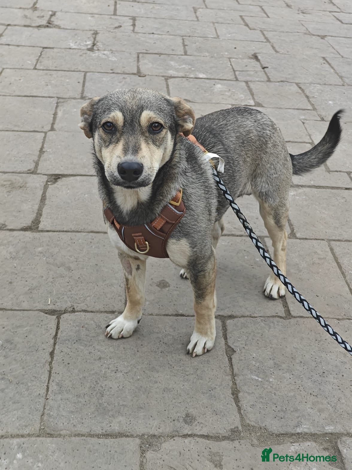 Mixed Breed dogs 💙🐶 MARTIN: THE BOY WHO DOESN’T PUSH, JUST WAITS - Advert 10