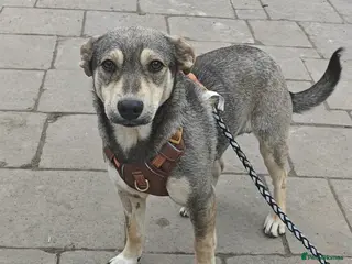 Mixed Breed dogs 💙🐶 MARTIN: THE BOY WHO DOESN’T PUSH, JUST WAITS - Advert 1