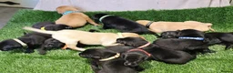 Labrador Retriever dogs for sale: Lovely Labrador puppy’s  in Taunton - Advert 23